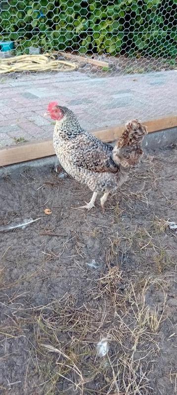 Mooie kippen te koop! beschikbaar voor biedingen