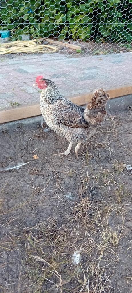 Mooie kippen te koop!, Dieren en Toebehoren, Pluimvee, Kip, Vrouwelijk