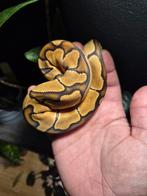 Enchi clown het ultramel, Dieren en Toebehoren, Reptielen en Amfibieën, Slang, 0 tot 2 jaar