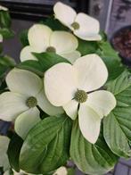 Cornus x Starlight / grote witte bloemen, Lente, 250 tot 400 cm, Ophalen, Volle zon
