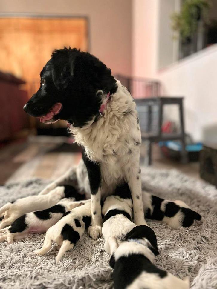 Friese Stabij pups - Raszuiver, Dieren en Toebehoren, Honden | Retrievers, Spaniëls en Waterhonden, Meerdere dieren, Overige rassen