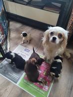 5 mooie Cavelier King Charles spaniel X pupjes, Dieren en Toebehoren, Overige rassen, CDV (hondenziekte), 8 tot 15 weken, Meerdere