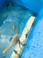 Koikarpertjes 10-16 cm, Dieren en Toebehoren, Vissen | Vijvervissen, Karper of Koi