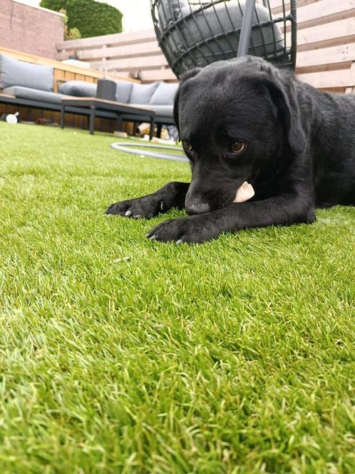 Nero zoekt een nieuw baasje met ervaring, Dieren en Toebehoren, Honden | Niet-rashonden, Groot, Reu, Particulier, Eén hond, Nederland