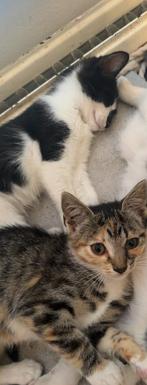kittensss zoekken lief huisjee, Dieren en Toebehoren, Katten en Kittens | Overige Katten, Kater