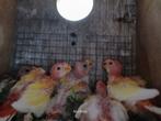 mutatie rosella,s, Dieren en Toebehoren, Vogels | Parkieten en Papegaaien, Meerdere dieren, Parkiet, Geringd