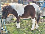 Lief mooi hengstje zoekt een fijne nieuwe stal., Dieren en Toebehoren, Pony's, Hengst, Gechipt, 0 tot 2 jaar
