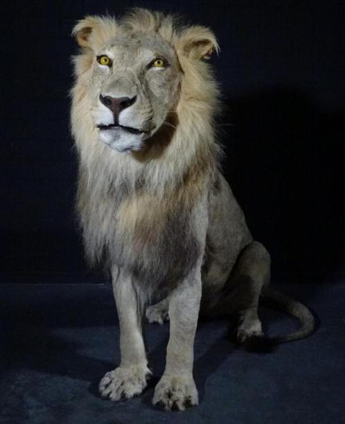 Opgezette leeuw lion taxidermy geprepareerde fullmount, Verzamelen, Dierenverzamelingen, Opgezet dier, Ophalen of Verzenden