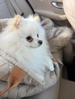 Pomeriaan bearface snowwhite, Dieren en Toebehoren, Honden | Chihuahua's en Gezelschapshonden, 1 tot 2 jaar, Eén hond, Nederland