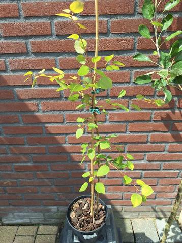 Pupulier plant beschikbaar voor biedingen