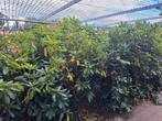 Diverse planten en struiken, hortensia enz., Ophalen of Verzenden, Hortensia
