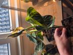 Philodendron Melanochrysum Variegata, Huis en Inrichting, Kamerplanten, Ophalen of Verzenden, Halfschaduw, Minder dan 100 cm