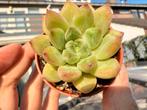 Echeveria Phantom Beauty /pot 5cm/vetplant/succulent, Ophalen of Verzenden, Halfschaduw, Minder dan 100 cm