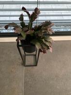 Plantenzuil hoogte 50 en breedte 15 cm kleur zwart, Ophalen of Verzenden, Zo goed als nieuw