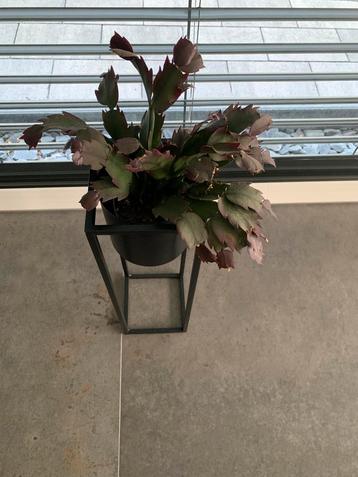 Plantenzuil hoogte 50 en breedte 15 cm kleur zwart beschikbaar voor biedingen