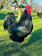 Haan, Dieren en Toebehoren, Pluimvee, Mannelijk, Kip