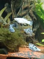 Hoogvinkarper, Dieren en Toebehoren, Vissen | Aquariumvissen, Vis