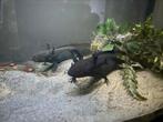 Axolotl, Dieren en Toebehoren, Vissen | Aquariumvissen, Vis