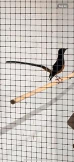 Koppel Schamalijster, Dieren en Toebehoren, Meerdere dieren