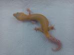 Luipaardgekko, Dieren en Toebehoren, Reptielen en Amfibieën, Hagedis