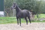 Mooie 2,5 jarige merrie van de hengst Jameson rs2, Merrie, Gechipt, Dressuurpaard, 0 tot 2 jaar