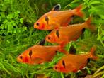 Rode Minor - Leuke scholenvis voor het tropisch aquarium, Vis, Zoetwatervis