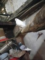 Kropper koppel met volwassenen jongen., Meerdere dieren, Overige soorten