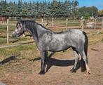 Fantastisch bewegende 2,5 jarige welsh merrie, Dieren en Toebehoren, Merrie, Recreatiepony