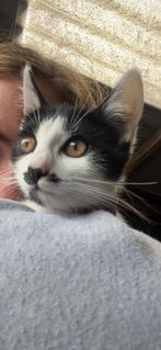 Goed huisje gezocht️💕, Dieren en Toebehoren, Katten en Kittens | Overige Katten, Poes