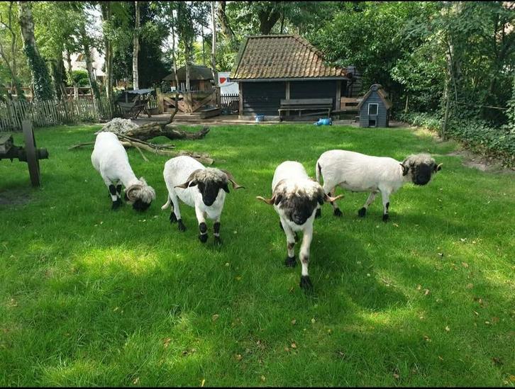 Te koop 4 Walliser Schwarznase schapen, Dieren en Toebehoren, Schapen, Geiten en Varkens, Schaap, Vrouwelijk