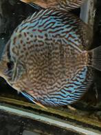 discus vissen va 30,—, Dieren en Toebehoren, Vissen | Aquariumvissen, Vis