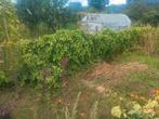 Hop, Cascade, Ophalen, Nieuw