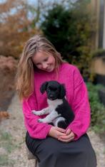 Vrolijke 87,5% Friese Stabij X 12,5% BorderCollie pups, Overige rassen, 8 tot 15 weken, CDV (hondenziekte), Meerdere