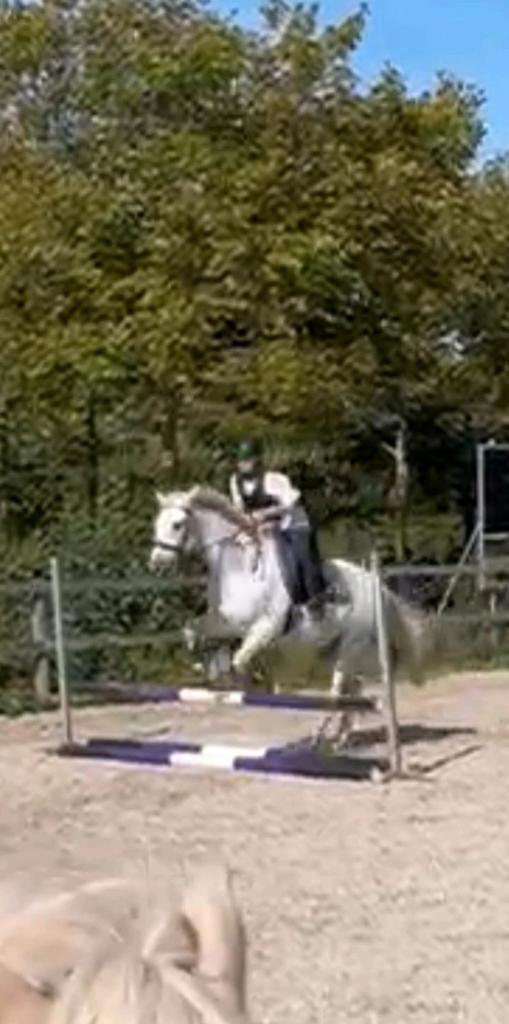 Bijrij/verzorg paard gezocht, Hobby en Vrije tijd, Overige Hobby en Vrije tijd, Ophalen of Verzenden