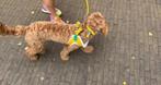 Honden tuigje Dog with a Mission, Dieren en Toebehoren, Ophalen of Verzenden, Nieuw