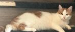Lieve poes van anderhalf jaar, Dieren en Toebehoren, Katten en Kittens | Overige Katten