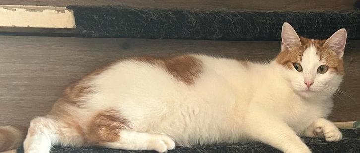 Lieve poes van anderhalf jaar, Dieren en Toebehoren, Katten en Kittens | Overige Katten