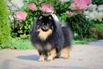 POMERANIAN, reu, pomeriaan, dwergkees, Dieren en Toebehoren, CDV (hondenziekte), Keeshond, 1 tot 2 jaar, Fokker | Professioneel