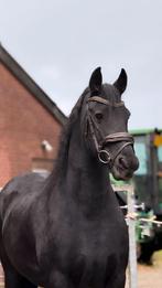 Friese merrie, Merrie, 160 tot 165 cm, 11 jaar of ouder, Recreatiepaard