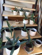 Bio blauw Agave Americana stekken planten diverse maten, Ophalen of Verzenden, Minder dan 100 cm, In pot, Cactus