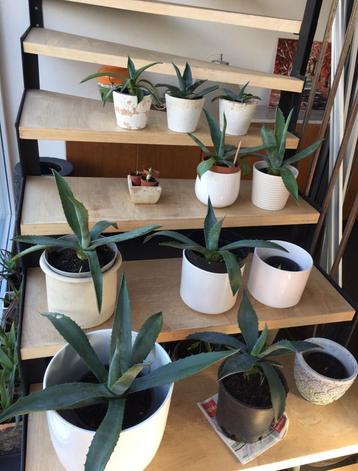 Bio blauw Agave Americana stekken planten diverse maten beschikbaar voor biedingen