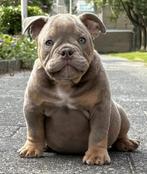 American Bully Micro/Pocket Bully, Dieren en Toebehoren, Bulldog, Meerdere, Meerdere dieren, Nederland