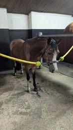 Pony, Ophalen of Verzenden