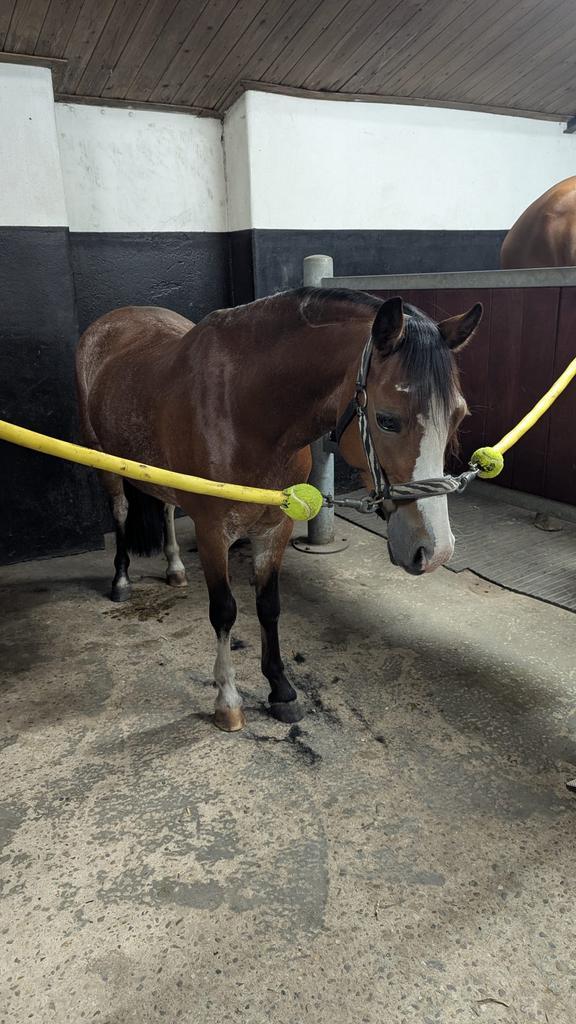 Pony, Kinderen en Baby's, Speelgoed | My Little Pony, Ophalen of Verzenden