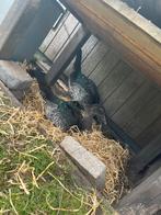 2 barberie eenden, Dieren en Toebehoren, Pluimvee, Mannelijk, Eend