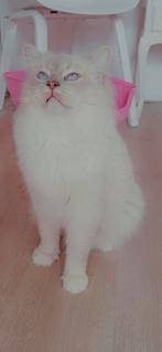 Ragdol dekkater(kampioen), Dieren en Toebehoren, Katten en Kittens | Raskatten | Langhaar, Kater, Met stamboom