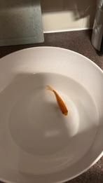 Goud vis, Dieren en Toebehoren, Goudvis(sen)