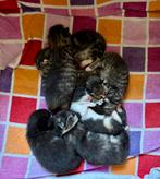 Boerderij Kittens te koop(zie verder foto’s nu 3 weken oud), Dieren en Toebehoren, Katten en Kittens | Raskatten | Korthaar, Poes