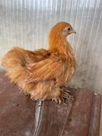 Cochin en brahma kriel hennetjes van 10 weken oud, Dieren en Toebehoren, Pluimvee, Vrouwelijk, Kip