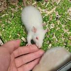 🐀 Rittens Ratjes , gezond & Tam❤️ 2 nestjes, Rat, Juni, Meerdere dieren, Tam